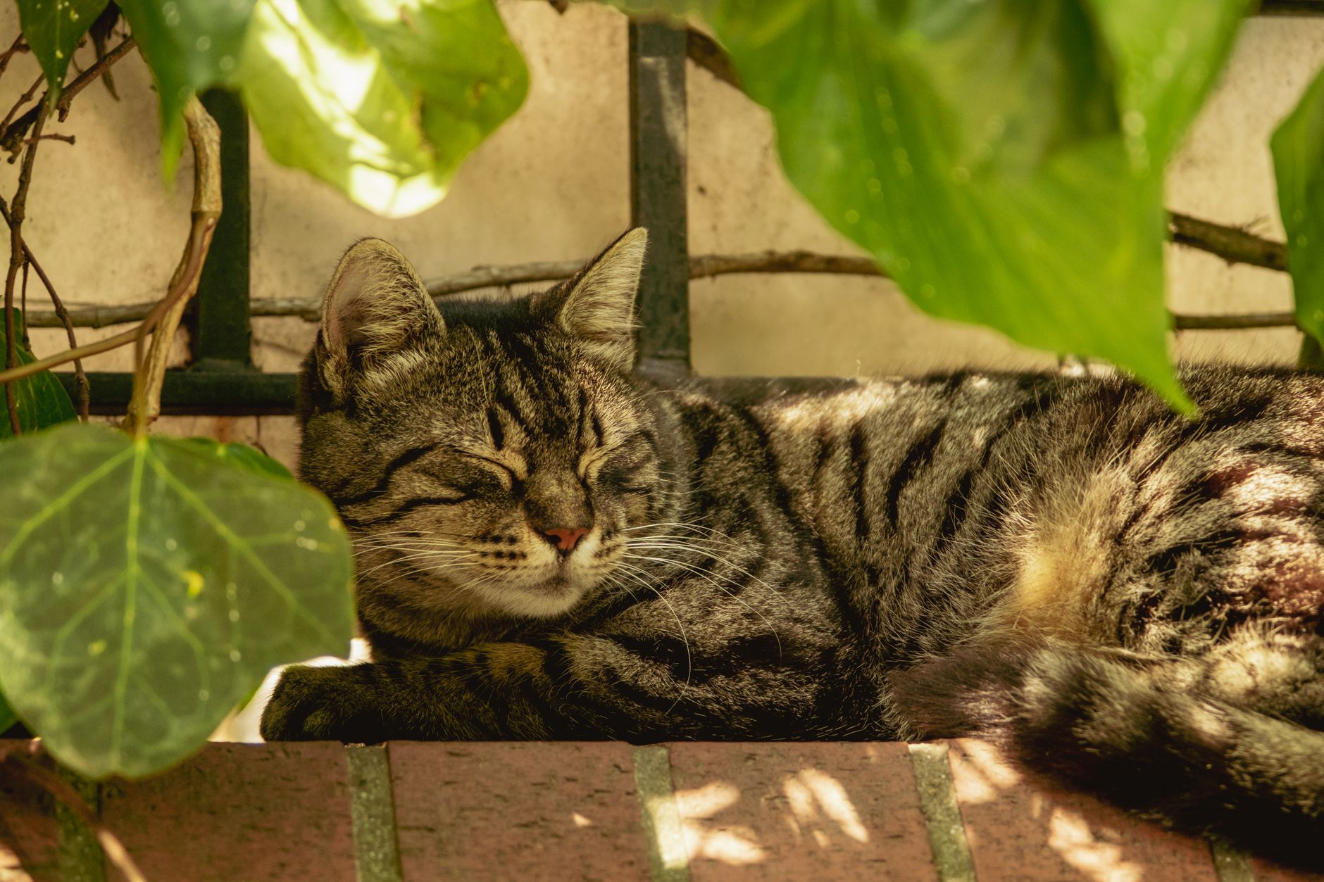 How to Verify Cat Hunting Claims in 2026: veterinary sources, Evidence, and Red Flags - Featured image