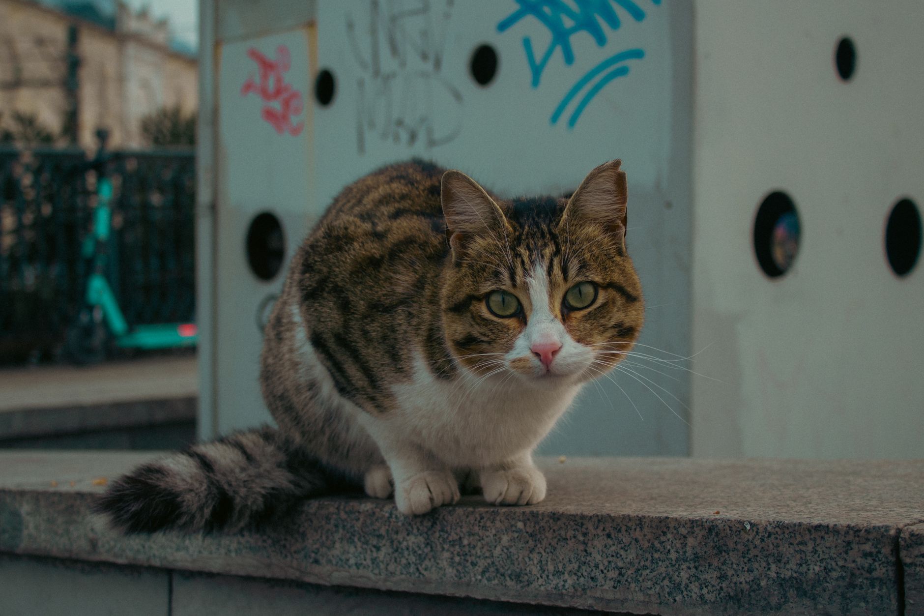 How to Verify Cat Microchipping Claims in 2026: veterinary sources, Evidence, and Red Flags - Featured image