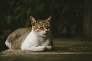 My Cat Hesitates Before Jumping Onto the Sofa - Featured image