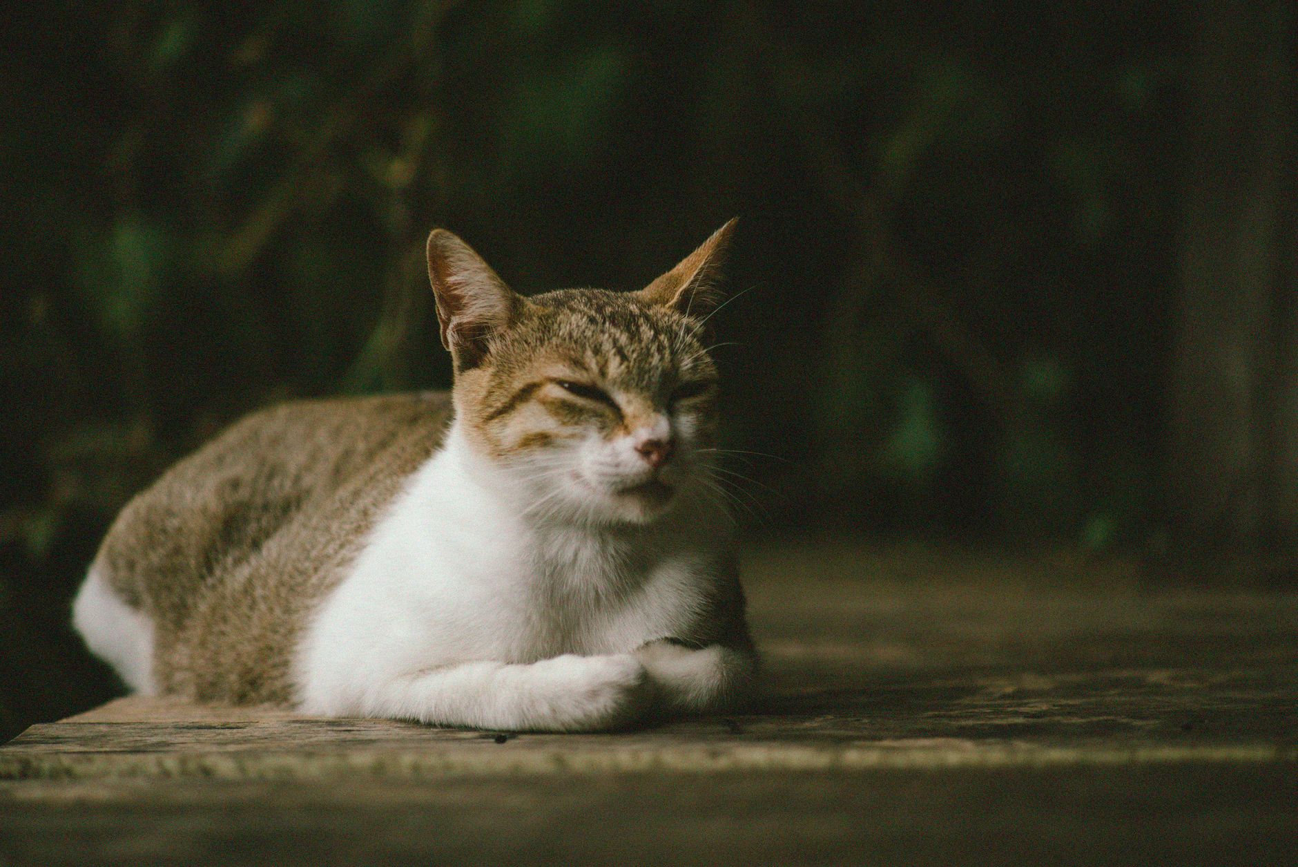 My Cat Hesitates Before Jumping Onto the Sofa - Featured image