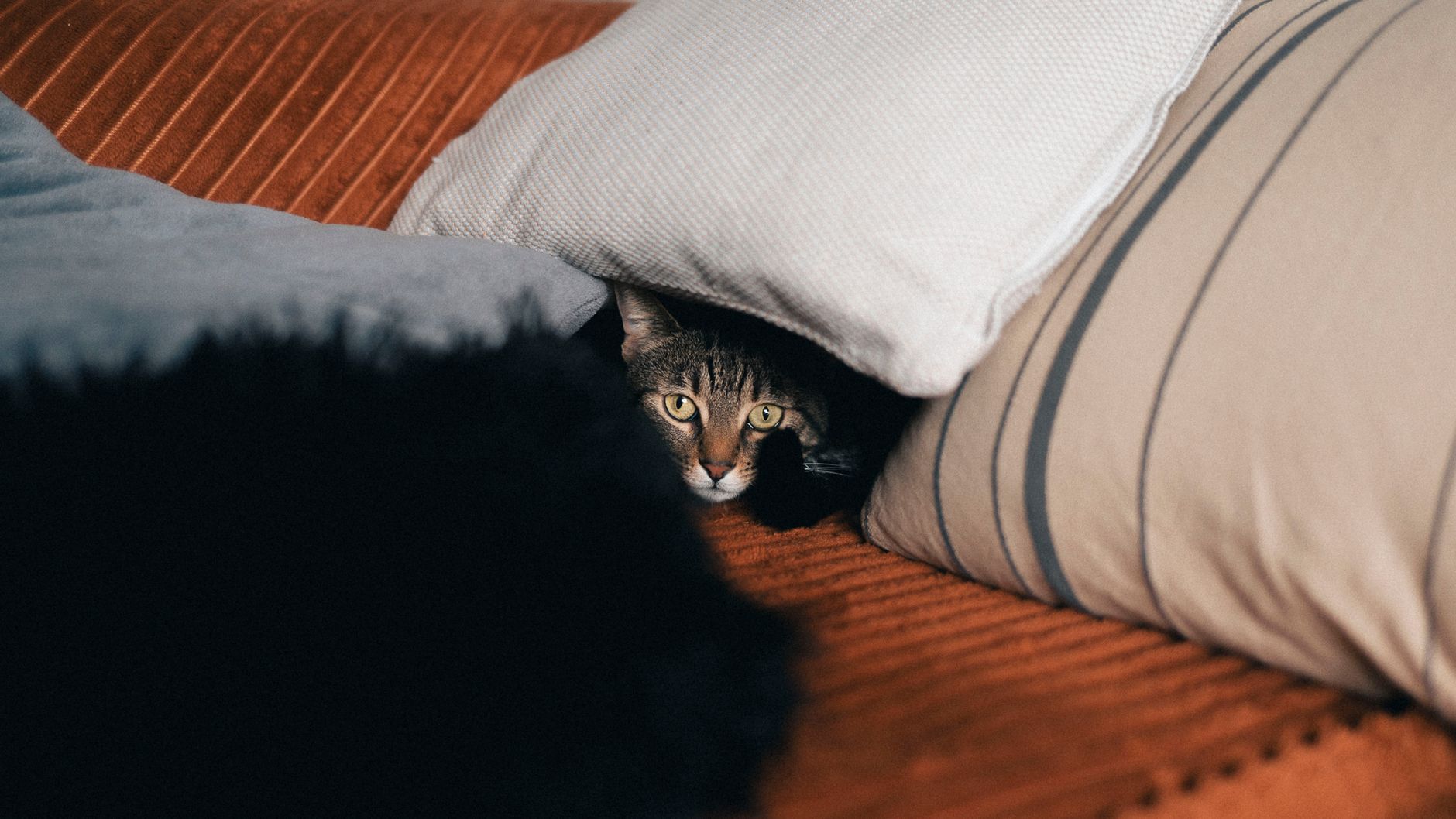 My Cat Hides as Soon as I Bring Out the Carrier - Featured image