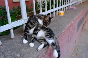 My Cat Keeps Retching but No Hairball Comes Up - Featured image