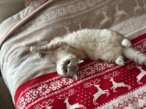 My Cat Throws Up Undigested Food Right After Eating - Featured image