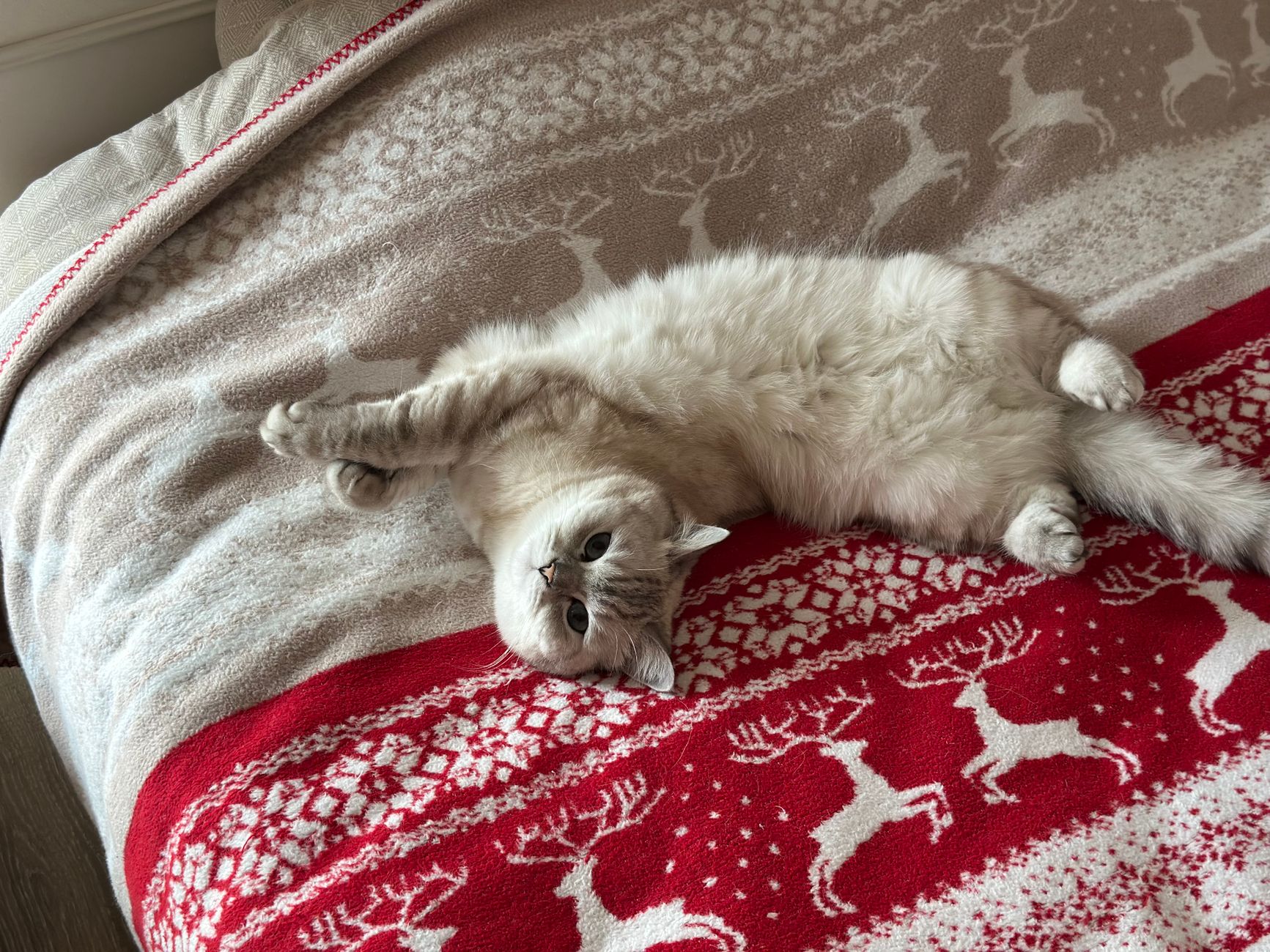 My Cat Throws Up Undigested Food Right After Eating - Featured image