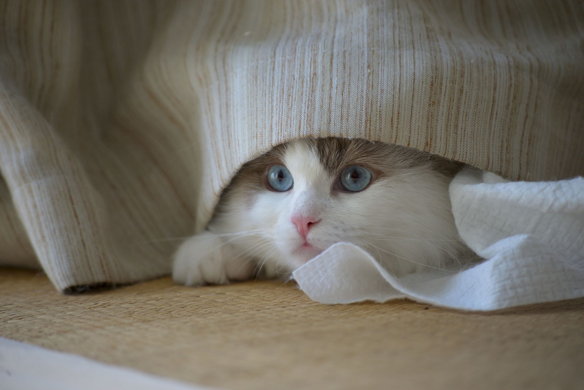 Ragdoll cat resting in a folded blanket pocket with an open exit