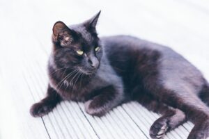 What Is New With Cat Deaf in August 2026? Latest veterinary sources and Key Takeaways - Featured image