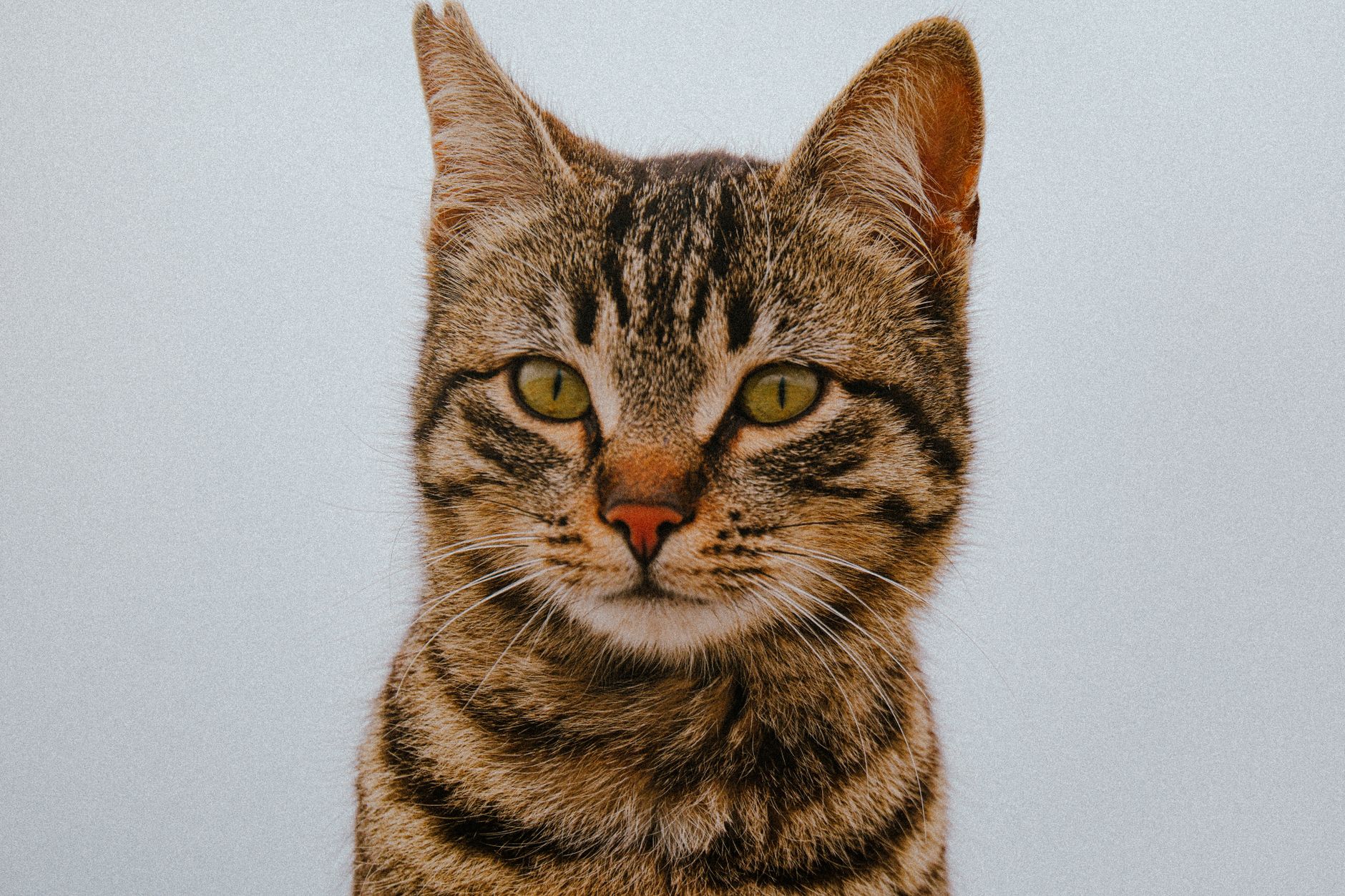 What Is New With Cat Insurance in September 2026? Latest veterinary sources and Key Takeaways - Featured image