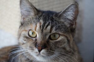 What Is New With Cat Microchipping in September 2026? Latest veterinary sources and Key Takeaways - Featured image