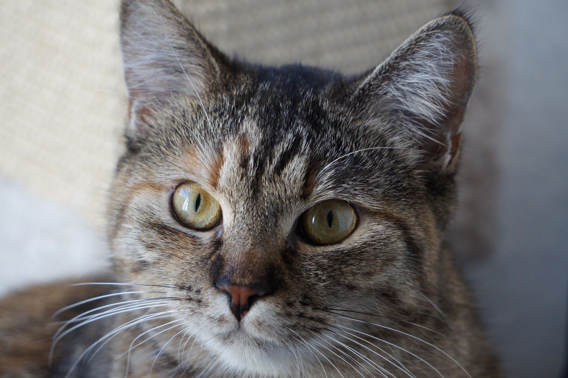 What Is New With Cat Microchipping in September 2026? Latest veterinary sources and Key Takeaways - Featured image