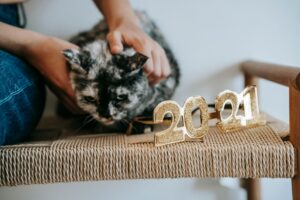 What Is New With Cat Moving in September 2026? Latest veterinary sources and Key Takeaways - Featured image