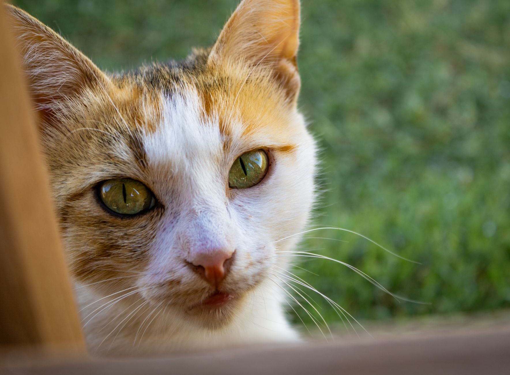 What Is New With Cat Scratching in September 2026? Latest veterinary sources and Key Takeaways - Featured image
