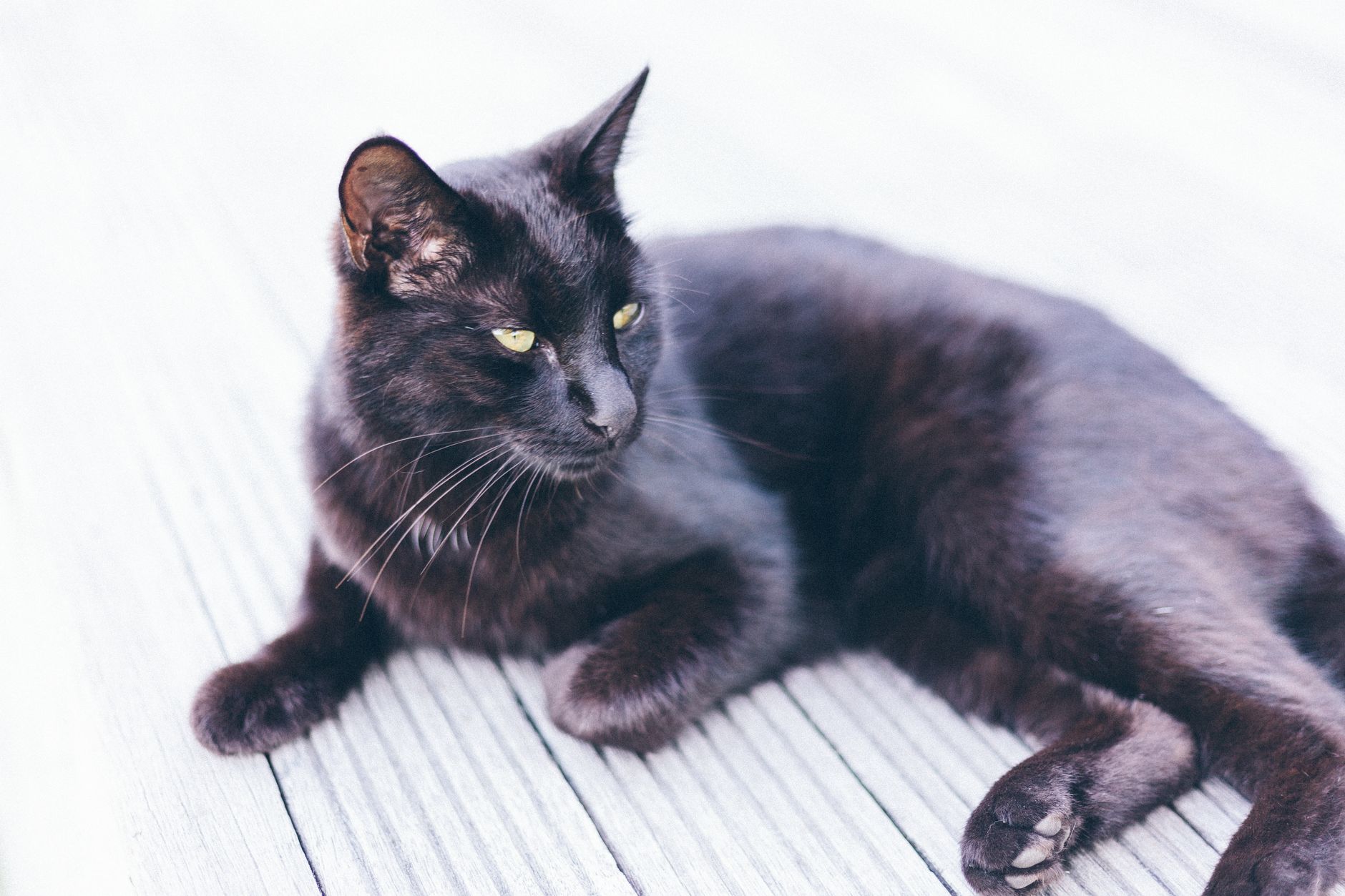What Is New With Cat Toys in September 2026? Latest veterinary sources and Key Takeaways - Featured image