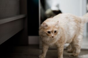 Why Indoor Cats Still Hunt and Pounce - Featured image