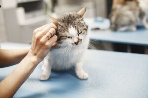 Veterinarian examining a gray and white cat on a clinic table, the kind of care that decides whether cats survive minoxidil poisoning