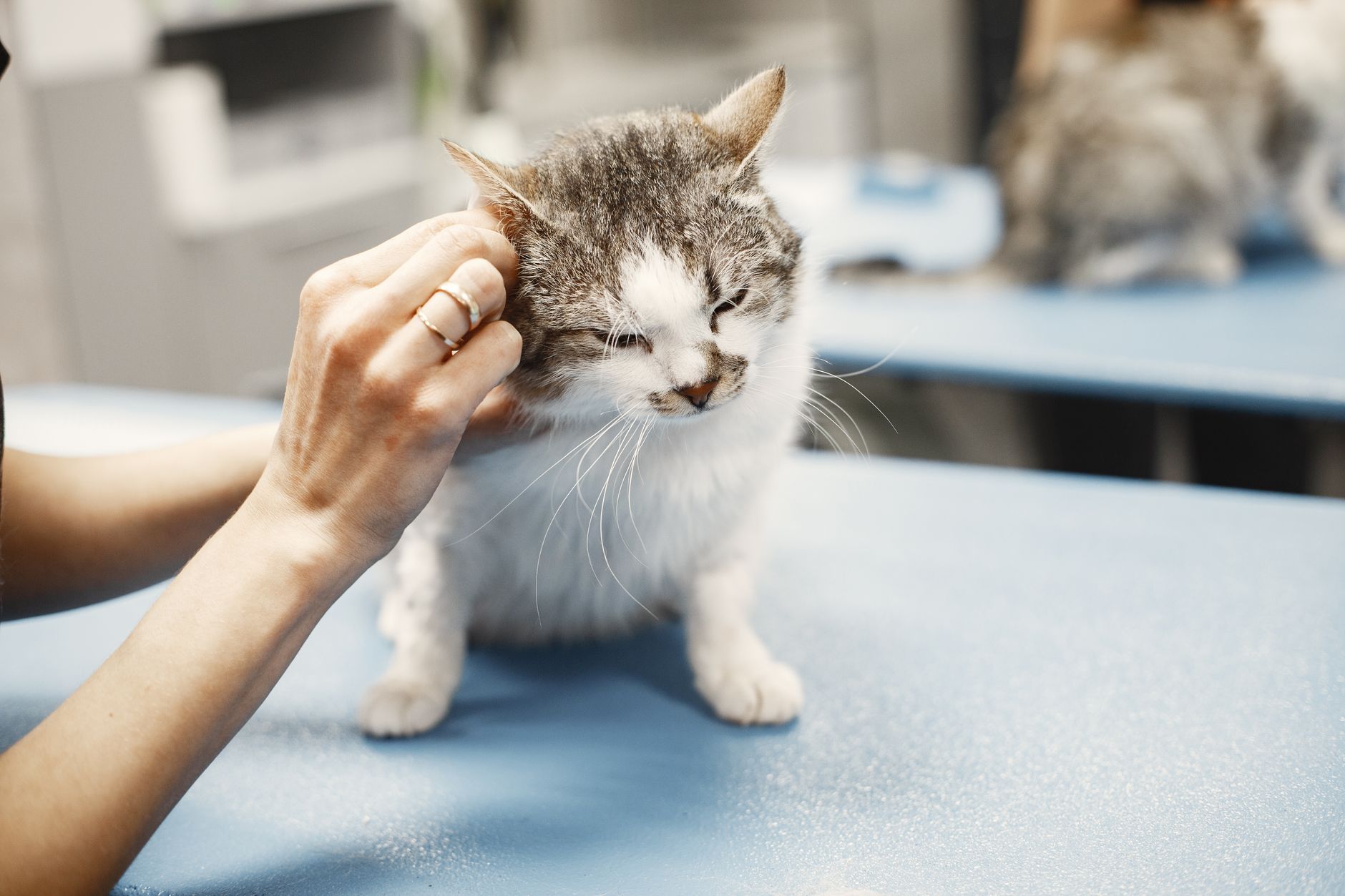 Veterinarian examining a gray and white cat on a clinic table, the kind of care that decides whether cats survive minoxidil poisoning