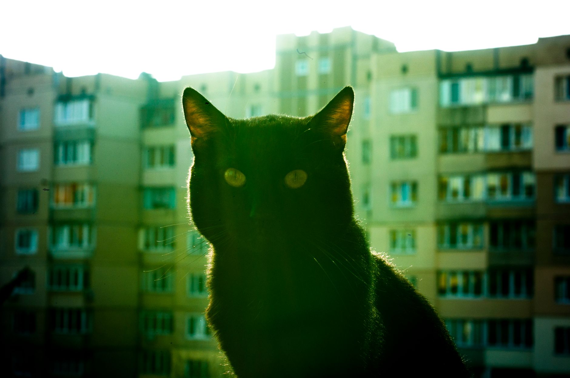 Cat Apartments Explained for 2026: Who It Affects, Key Evidence, and What to Do Next - Featured image