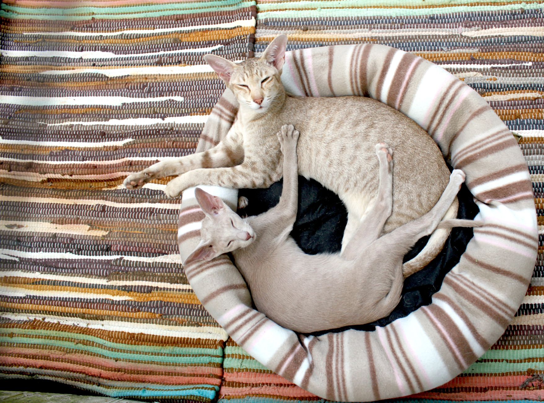 Cat Beds October 2026 Update: What Changed, Why It Matters, and What to Watch Next - Featured image