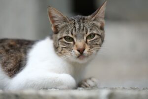 Cat Cancer Explained for 2026: Who It Affects, Key Evidence, and What to Do Next - Featured image