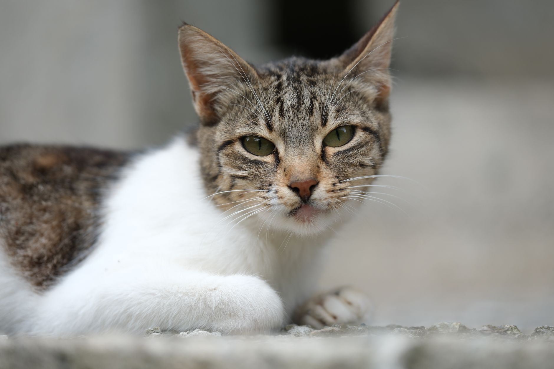 Cat Cancer Explained for 2026: Who It Affects, Key Evidence, and What to Do Next - Featured image