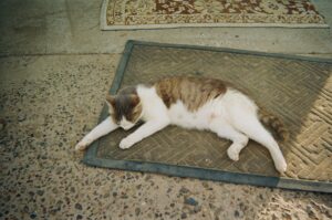 Cat Catnip Explained for 2026: Who It Affects, Key Evidence, and What to Do Next - Featured image