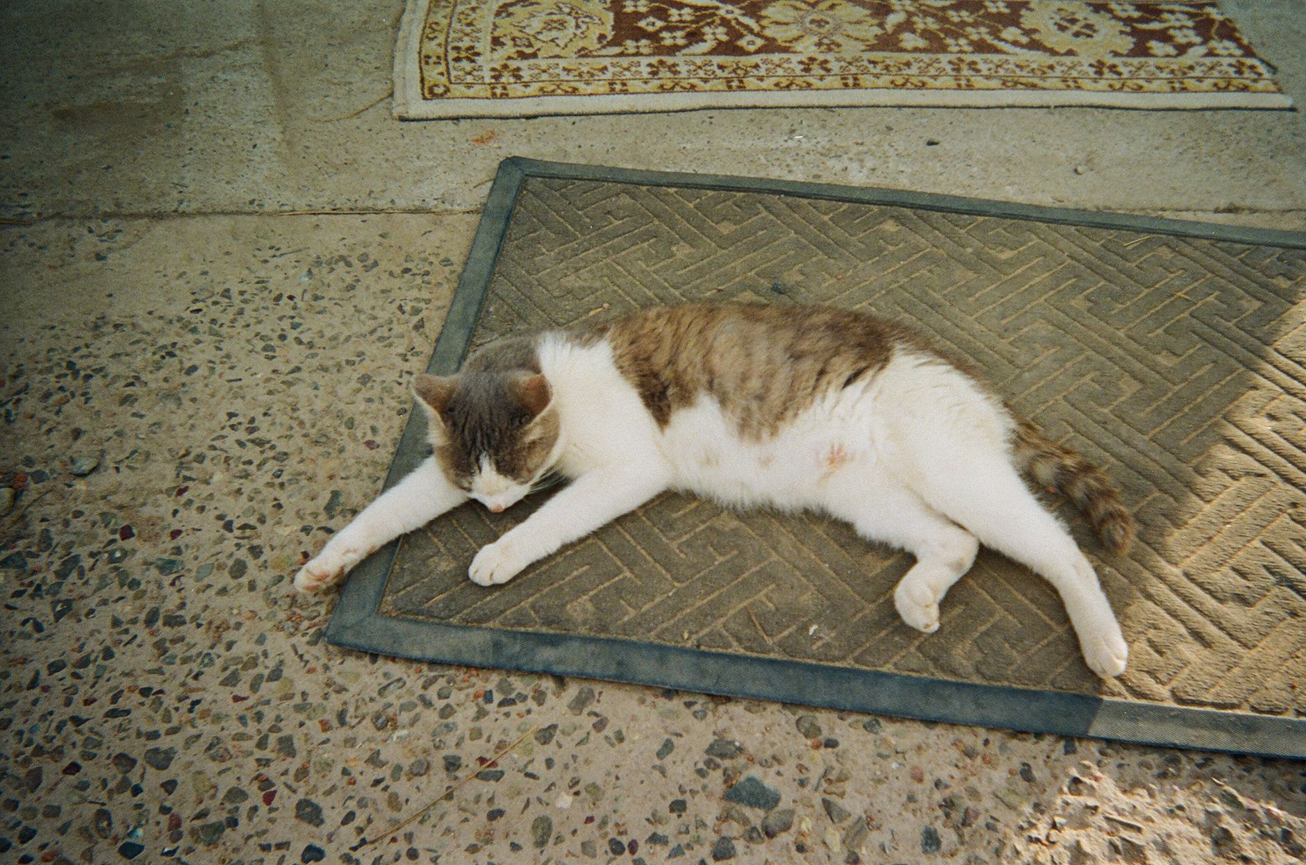 Cat Catnip Explained for 2026: Who It Affects, Key Evidence, and What to Do Next - Featured image