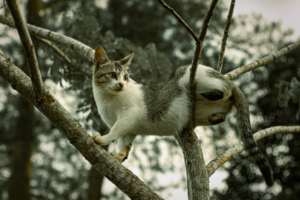 Cat Climbing Explained for 2026: Who It Affects, Key Evidence, and What to Do Next - Featured image