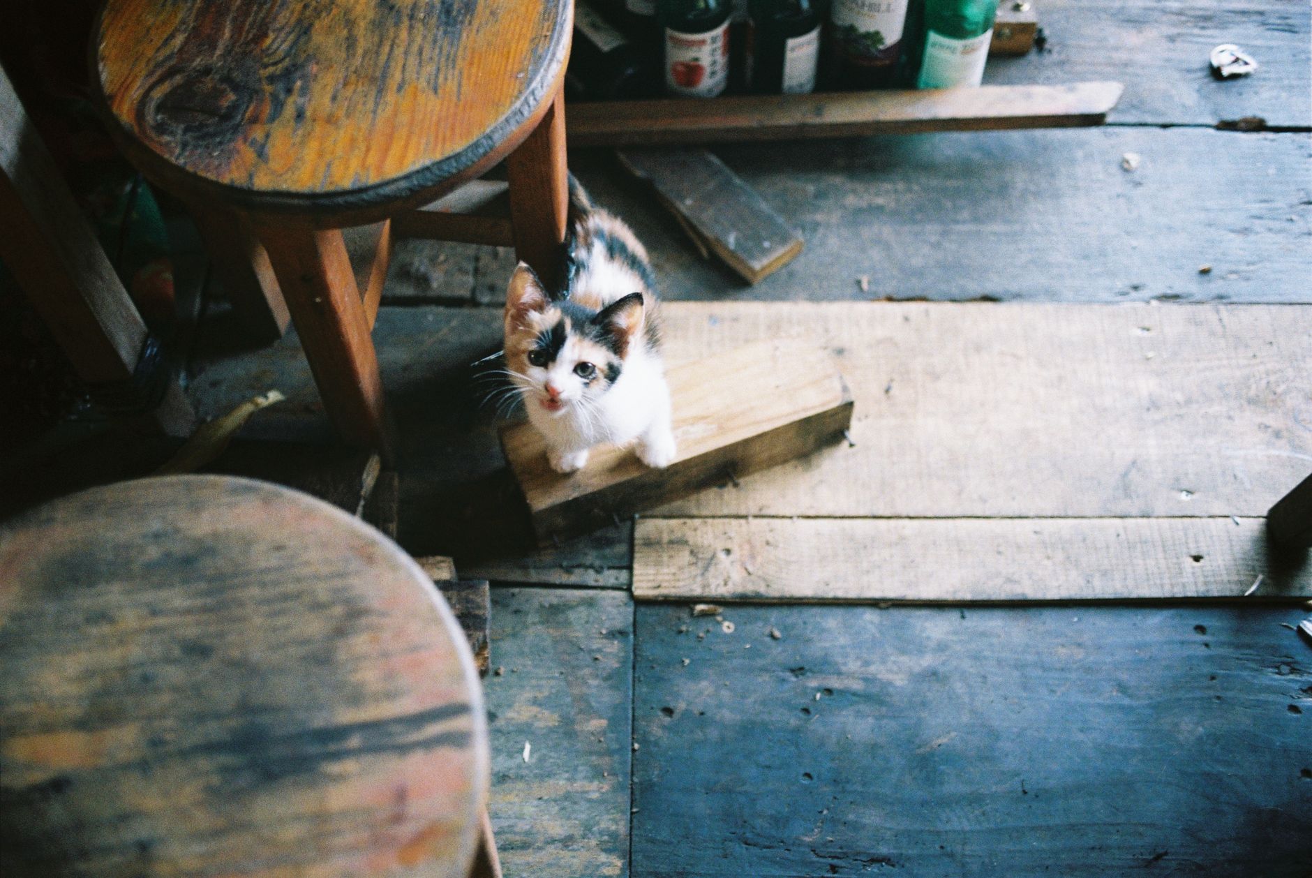 Cat Environment Explained for 2026: Who It Affects, Key Evidence, and What to Do Next - Featured image
