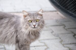 Cat Strays Explained for 2026: Who It Affects, Key Evidence, and What to Do Next - Featured image