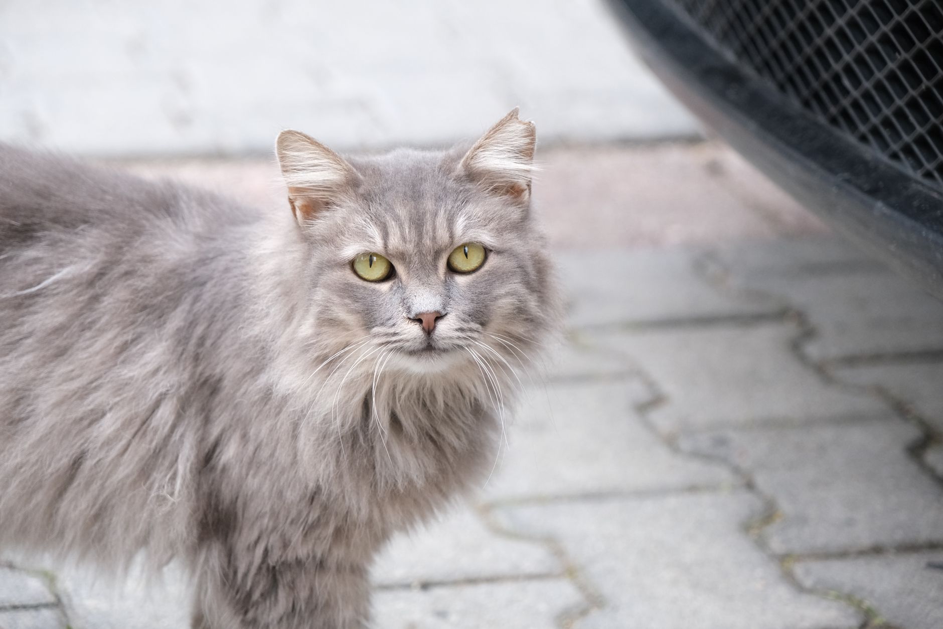 Cat Strays Explained for 2026: Who It Affects, Key Evidence, and What to Do Next - Featured image