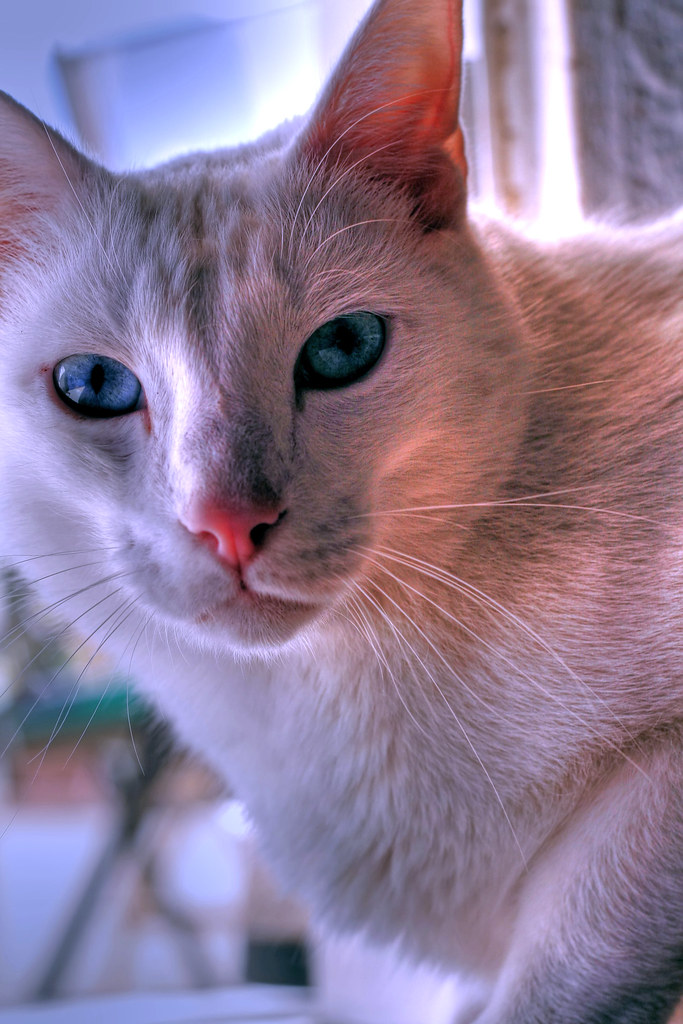 Communicating With a Deaf Cat Using Hand Signals - Featured image