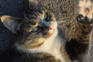 Creating Vertical Territory for Cats - Featured image