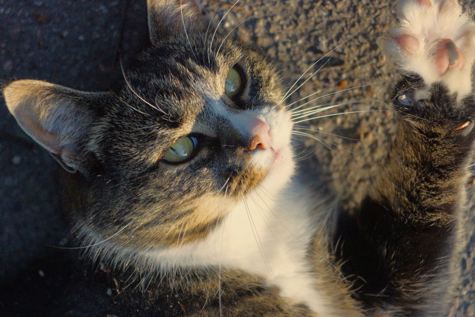 Creating Vertical Territory for Cats - Featured image
