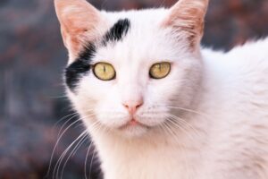 Deafness in White Cats: The Genetic Link - Featured image