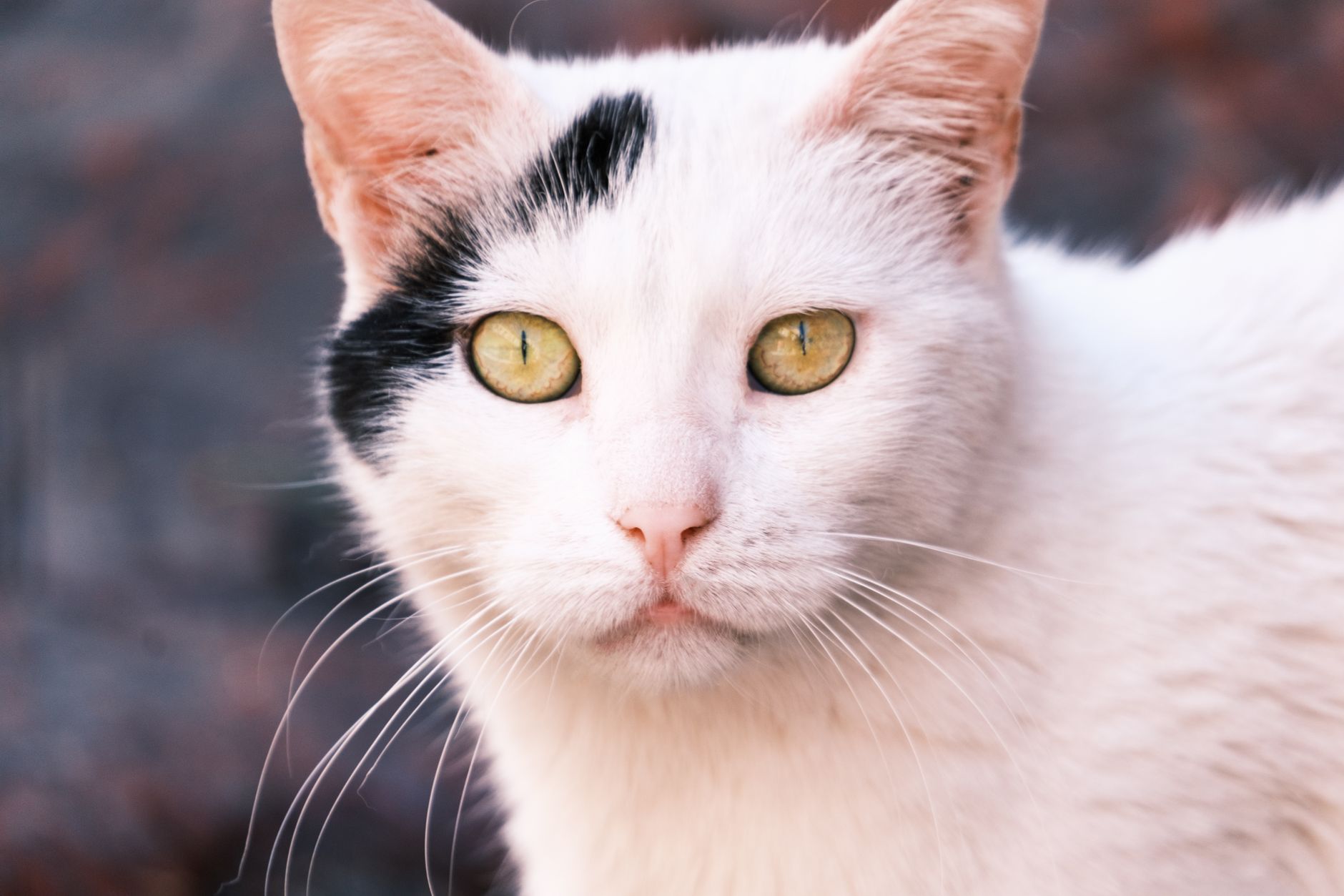 Deafness in White Cats: The Genetic Link - Featured image