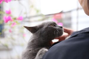 Enriching a Cat's Home Environment on a Budget - Featured image