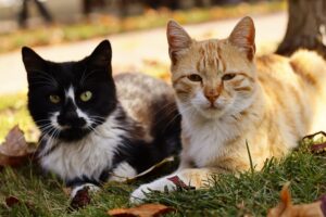 Environmental Changes That Upset a Cat - Featured image