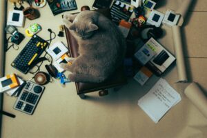 Hard or Soft Cat Carriers: Which Suits Your Cat - Featured image