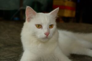 How Long Can a Cat Go Without Pooping? - Featured image