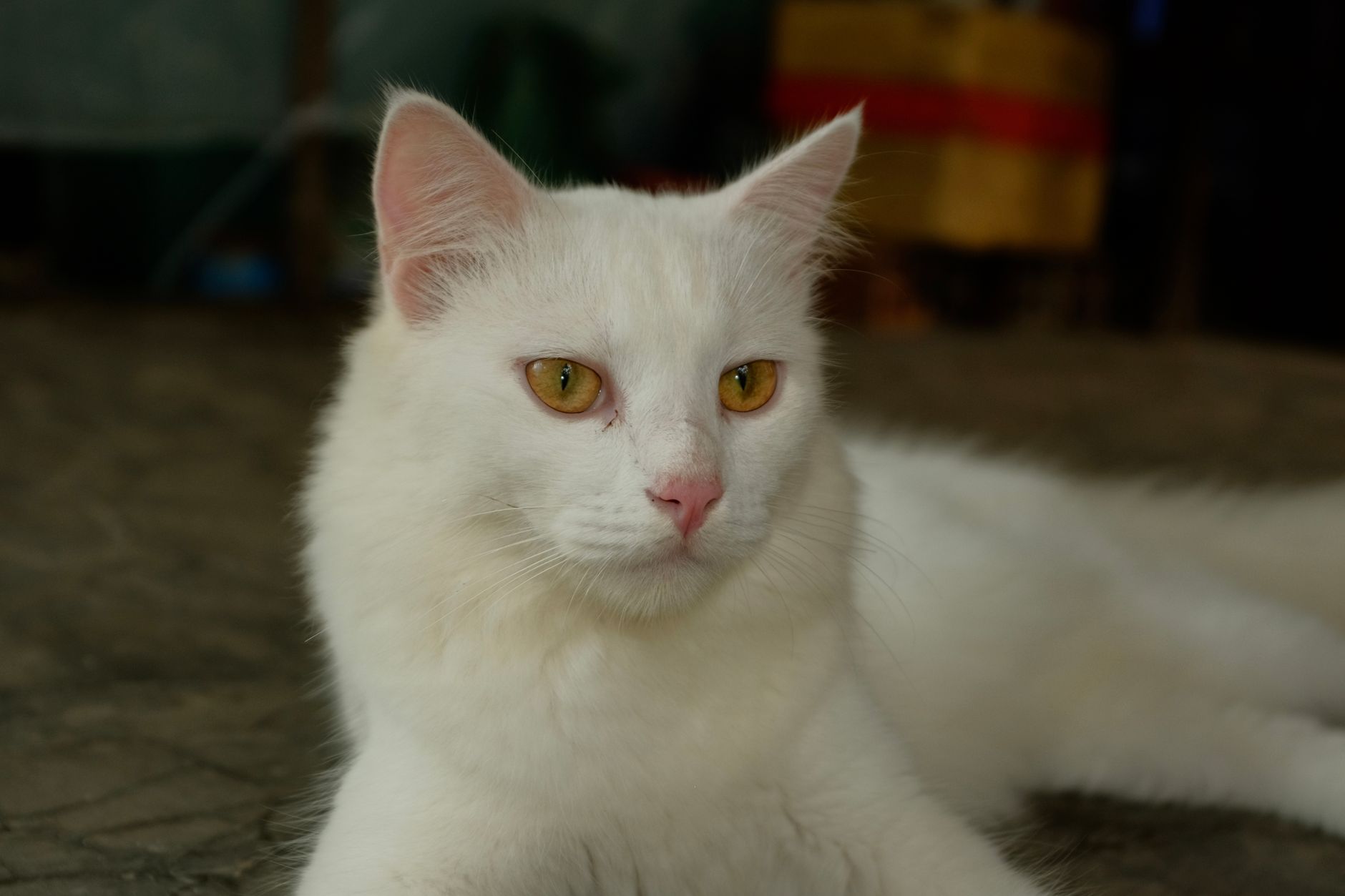 How Long Can a Cat Go Without Pooping? - Featured image