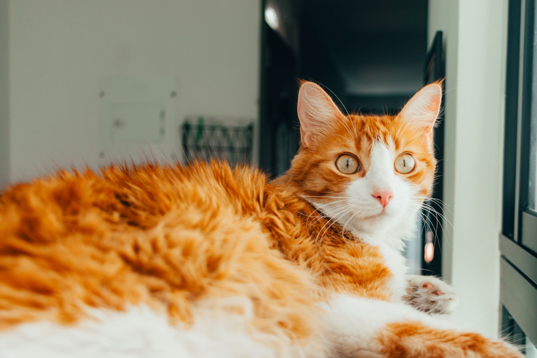 How Long Should a Scared Cat Hide Before You Worry? - Featured image