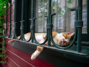 How Often Can You Safely Give a Cat Catnip? - Featured image