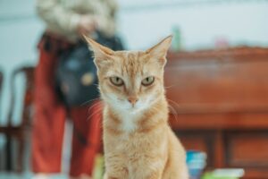 How to Verify Cat Apartments Claims in 2026: veterinary sources, Evidence, and Red Flags - Featured image