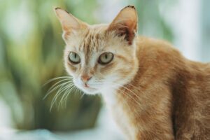How to Verify Cat Cancer Claims in 2026: veterinary sources, Evidence, and Red Flags - Featured image