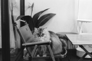 How to Verify Cat Carriers Claims in 2026: veterinary sources, Evidence, and Red Flags - Featured image