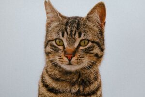 How to Verify Cat Constipation Claims in 2026: veterinary sources, Evidence, and Red Flags - Featured image