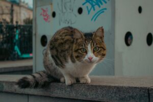 How to Verify Cat Vomiting Claims in 2026: veterinary sources, Evidence, and Red Flags - Featured image