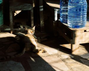 Hydration Fixes for a Cat That Strains to Poop - Featured image
