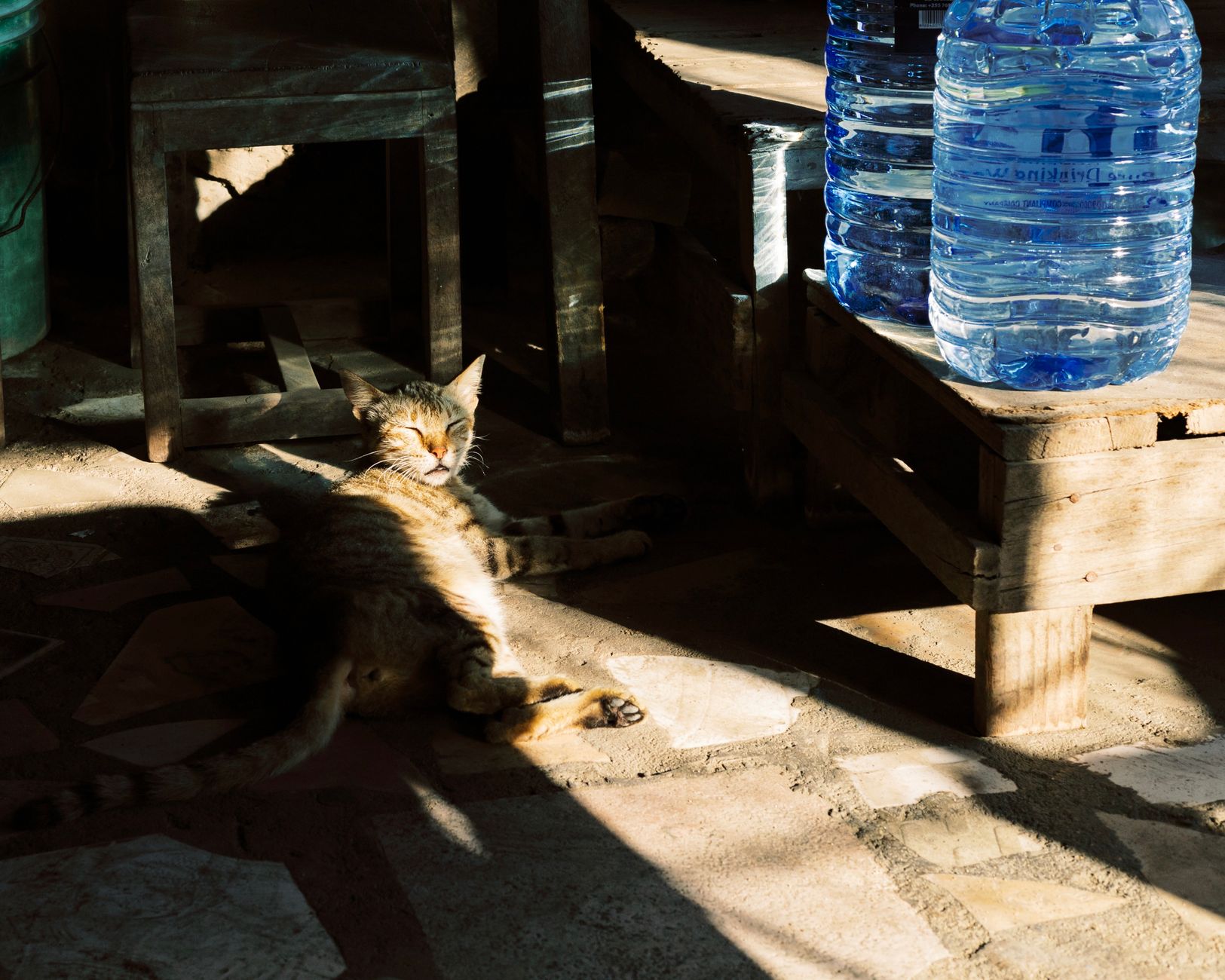 Hydration Fixes for a Cat That Strains to Poop - Featured image