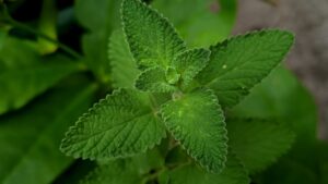 Is Catnip Safe for Cats With Health Conditions? - Featured image