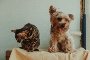 Bengal cat and Yorkshire terrier sitting together on a blanket, a home where minoxidil is toxic to dogs as well as cats